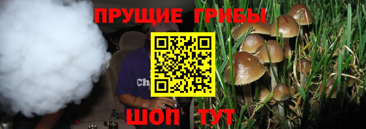 Псилоцибиновые грибы Psilocybe  Вход с VPN  купить наркотики цена  Коммунар  Галлюциногенные грибы Cubensis 